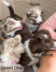 Rescue